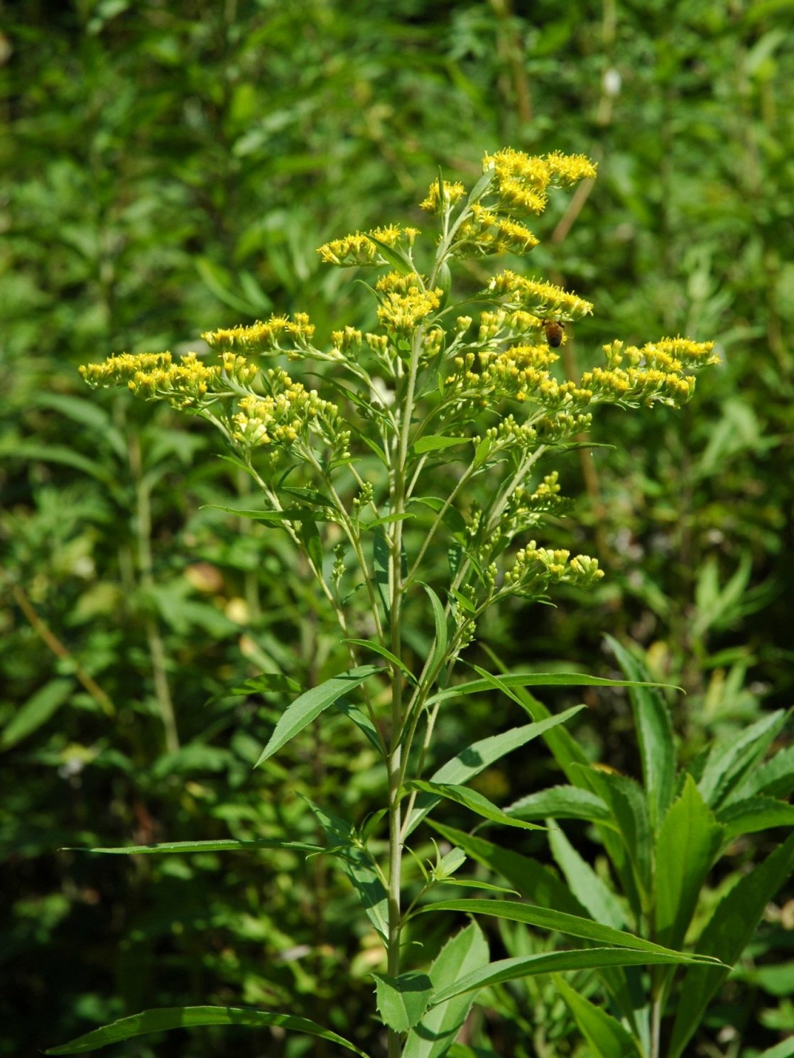 Solidago ma quale?